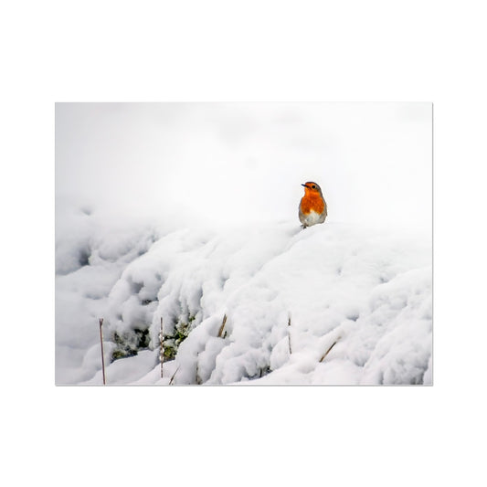 Robin in Winter Wall Art Poster