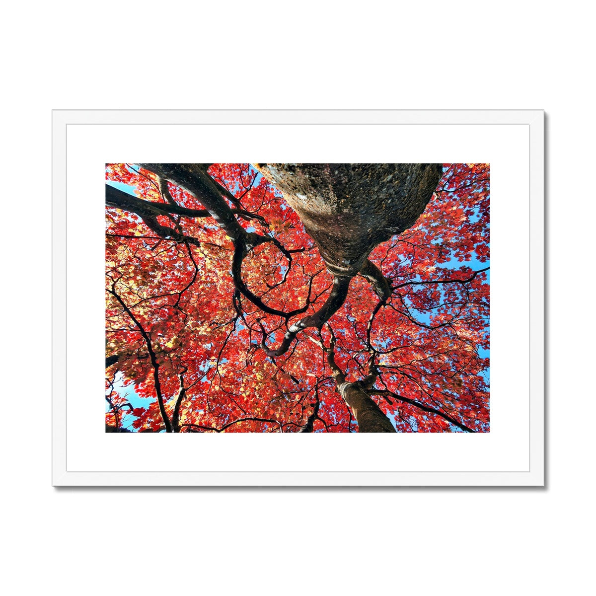 Autumn Blaze: Japanese Maple in Full Glory Framed & Mounted Print