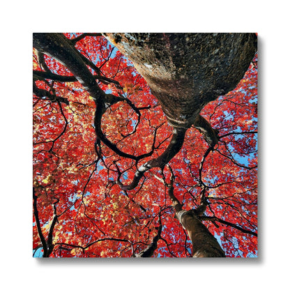 Autumn Blaze: Japanese Maple in Full Glory Eco Canvas