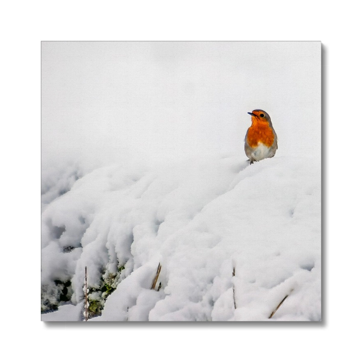 Robin in Winter Canvas