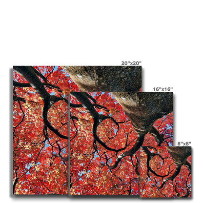 Autumn Blaze: Japanese Maple in Full Glory Eco Canvas