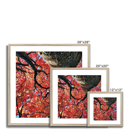 Autumn Blaze: Japanese Maple in Full Glory Framed & Mounted Print