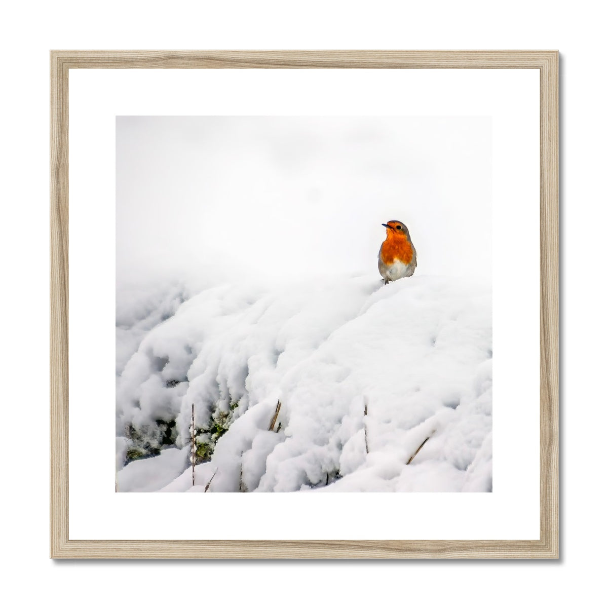 Robin in Winter Framed & Mounted Print