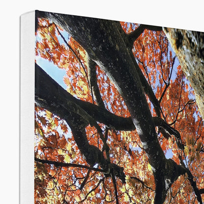 Autumn Blaze: Japanese Maple in Full Glory Canvas