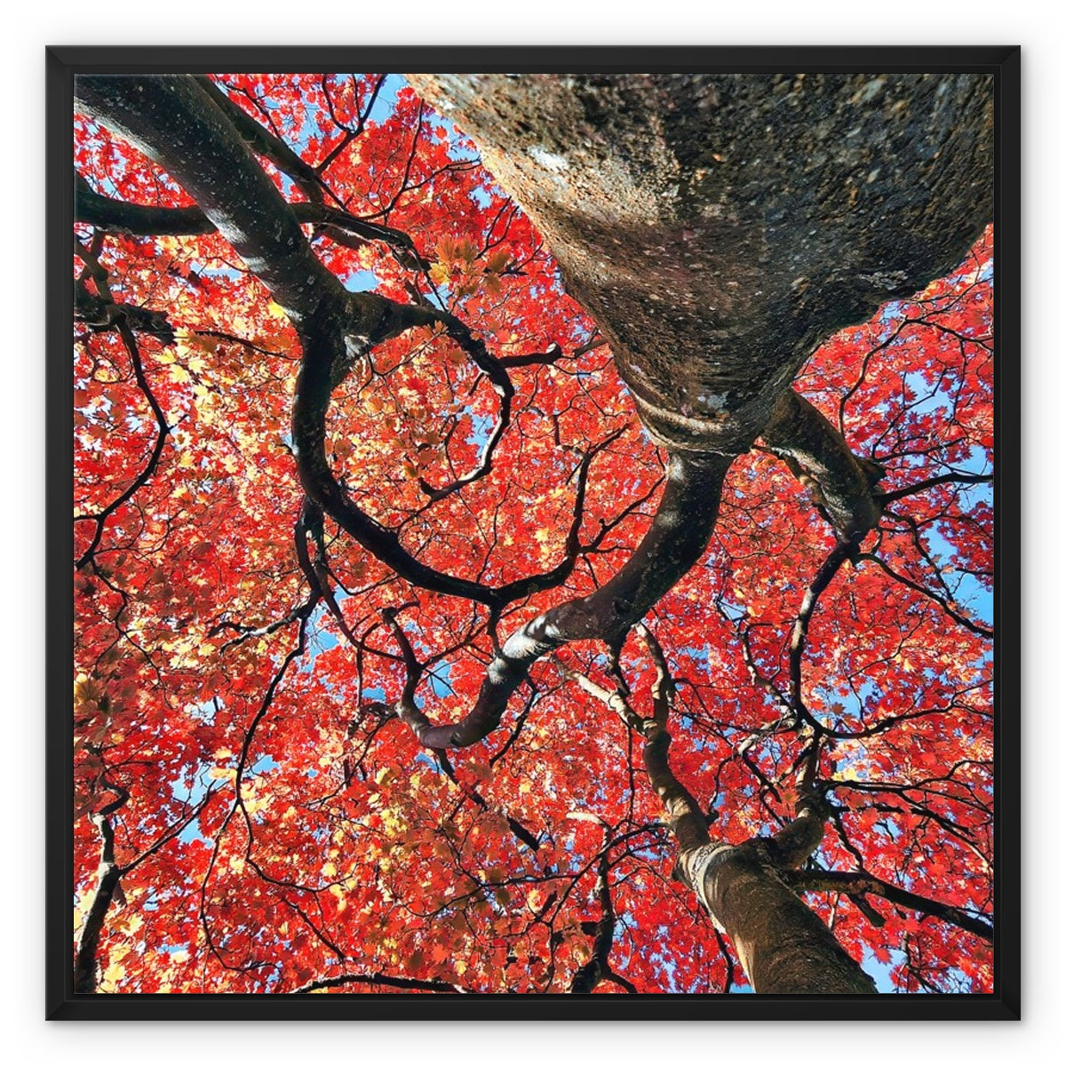 Autumn Blaze: Japanese Maple in Full Glory Framed Canvas