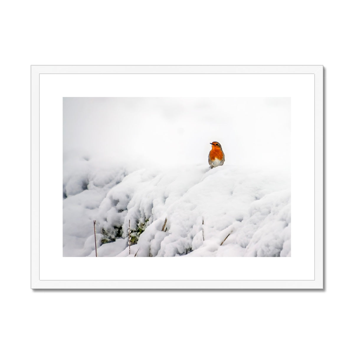 Robin in Winter Framed & Mounted Print