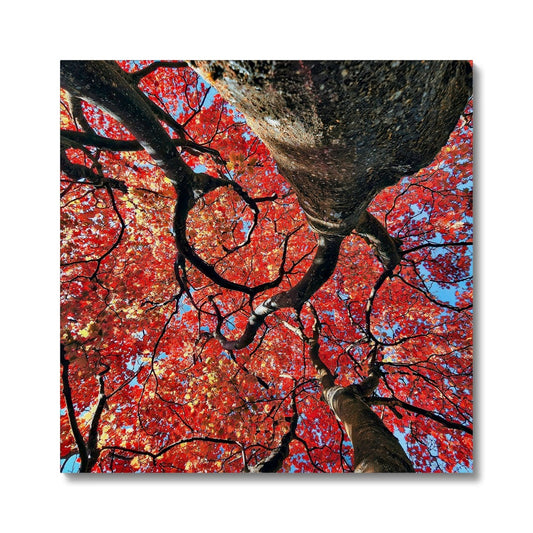 Autumn Blaze: Japanese Maple in Full Glory Canvas