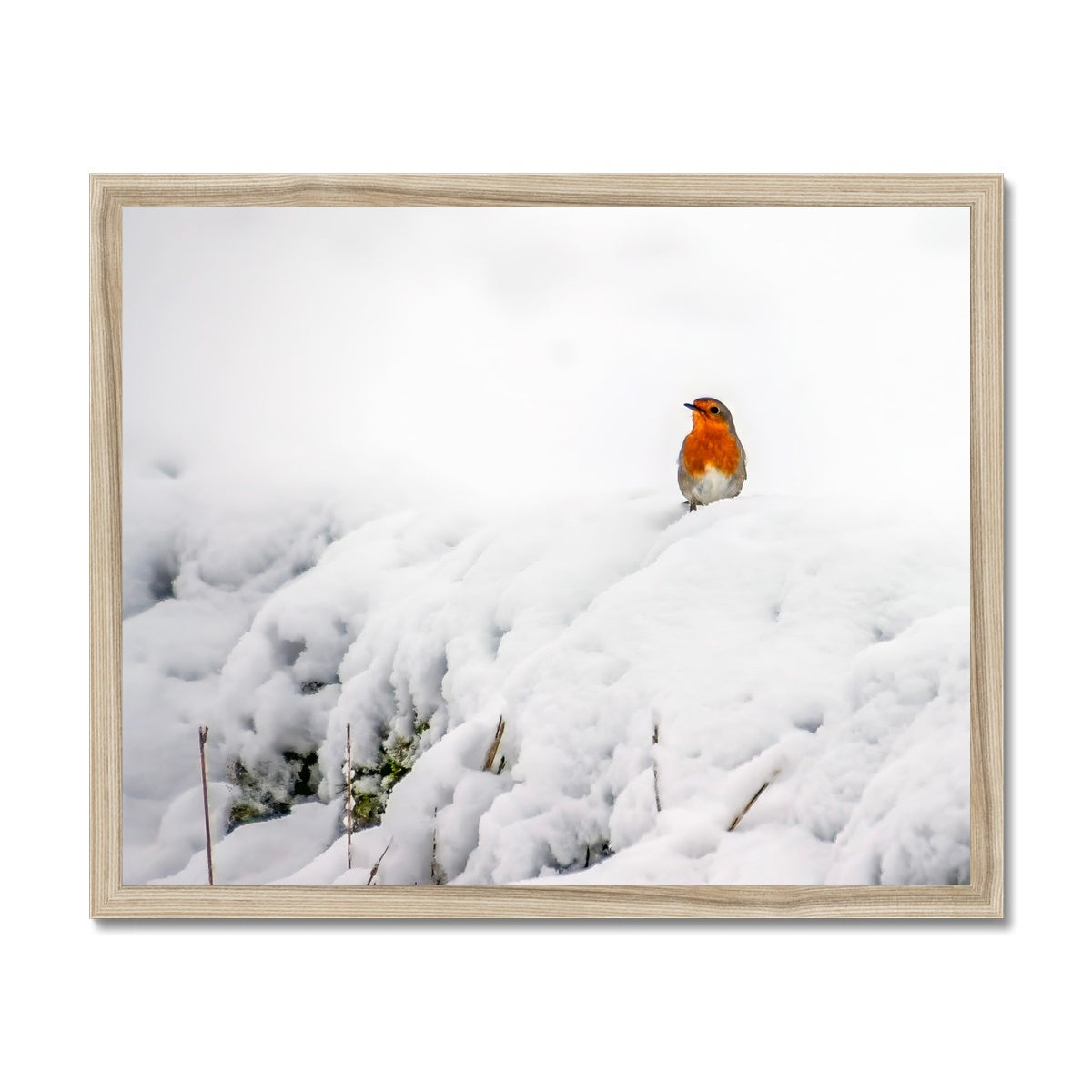 Robin in Winter Budget Framed Poster