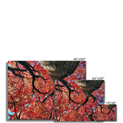 Autumn Blaze: Japanese Maple in Full Glory Canvas