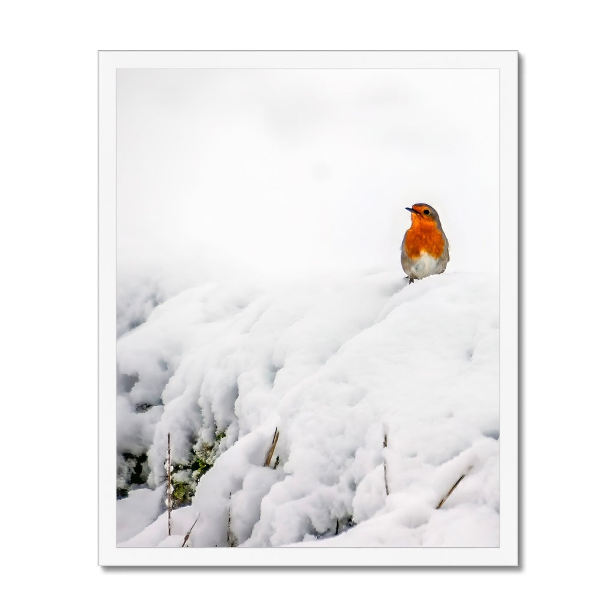 Robin in Winter Budget Framed Poster