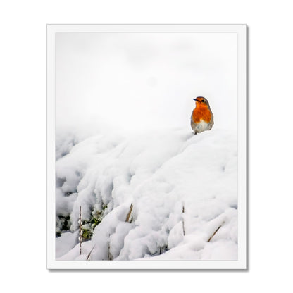 Robin in Winter Budget Framed Poster