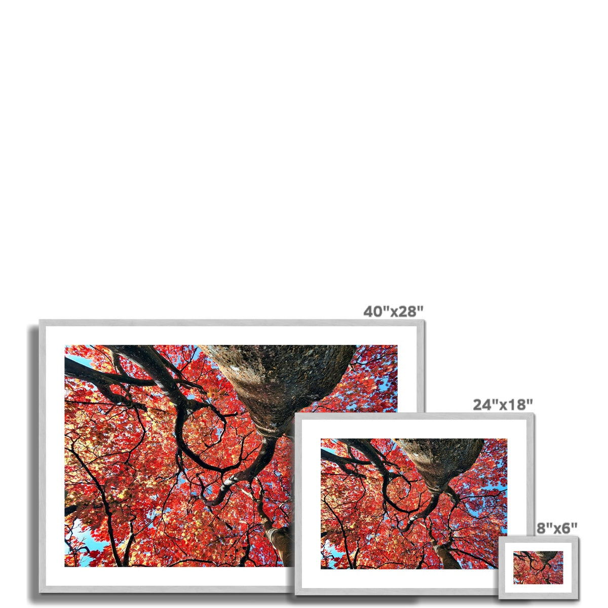 Autumn Blaze: Japanese Maple in Full Glory Antique Framed & Mounted Print