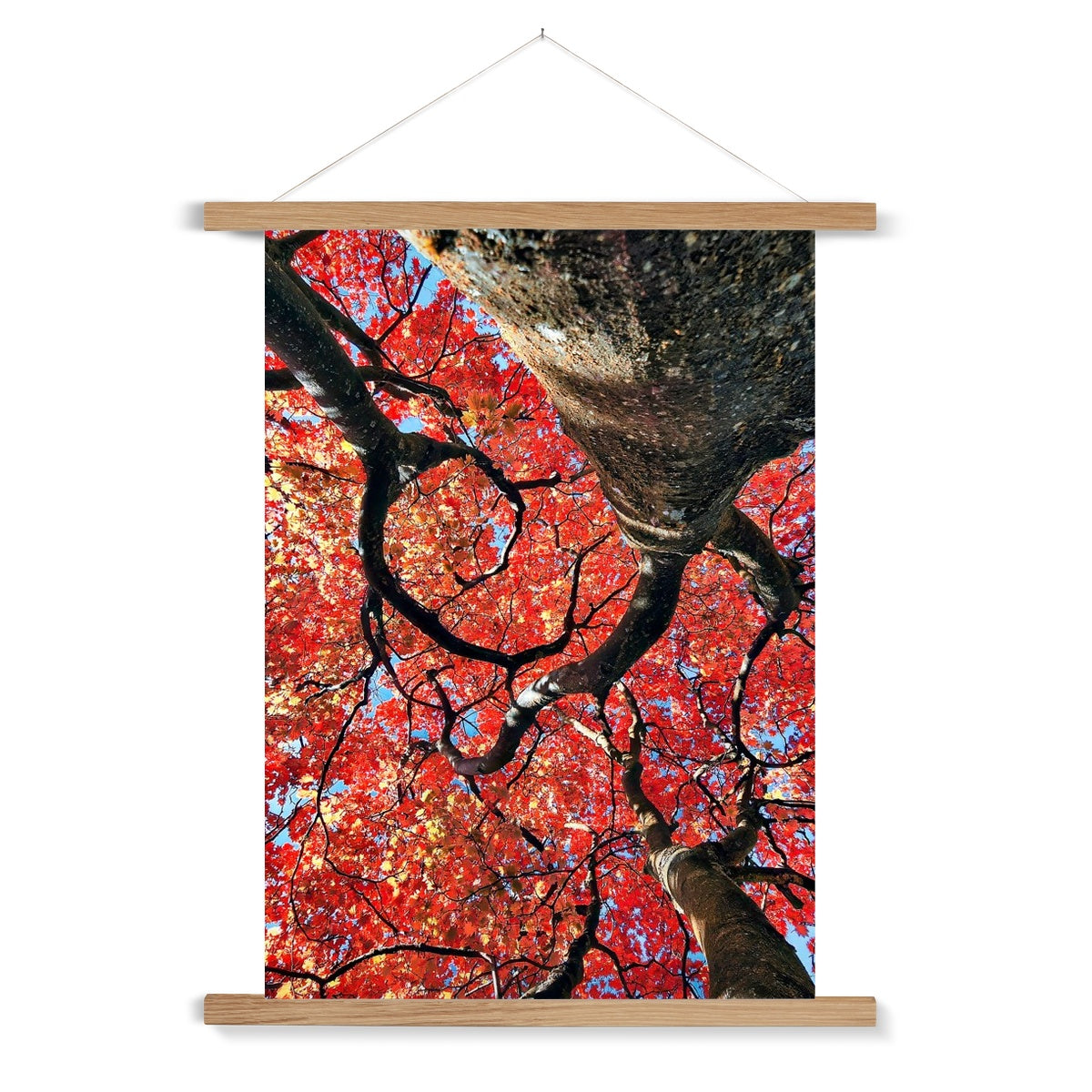 Autumn Blaze: Japanese Maple in Full Glory Fine Art Print with Hanger