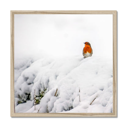 Robin in Winter Budget Framed Poster