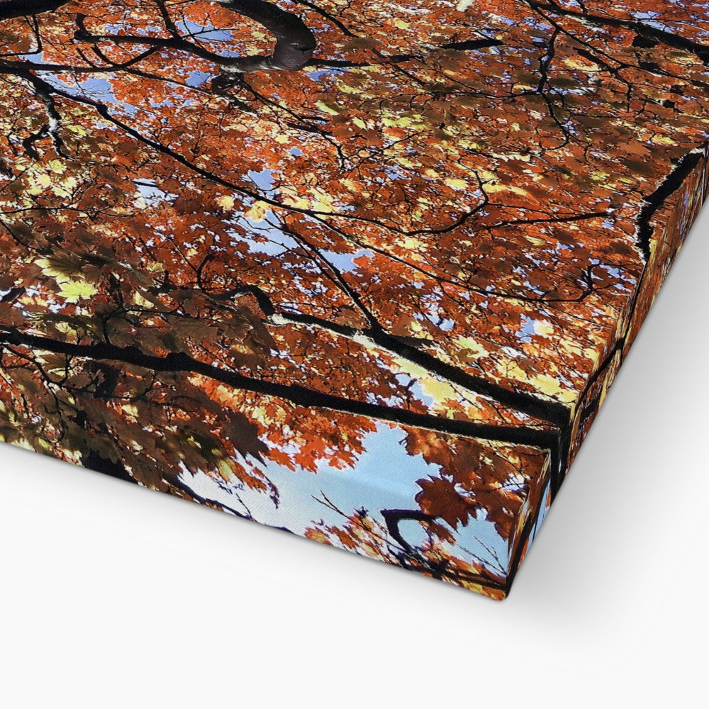 Autumn Blaze: Japanese Maple in Full Glory Canvas