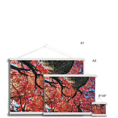 Autumn Blaze: Japanese Maple in Full Glory Fine Art Print with Hanger