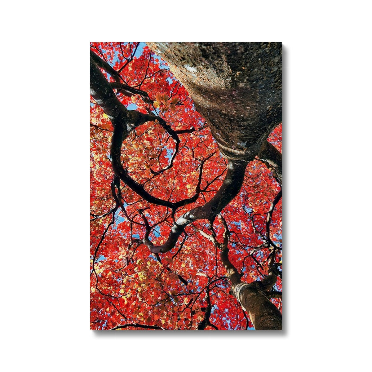 Autumn Blaze: Japanese Maple in Full Glory Eco Canvas