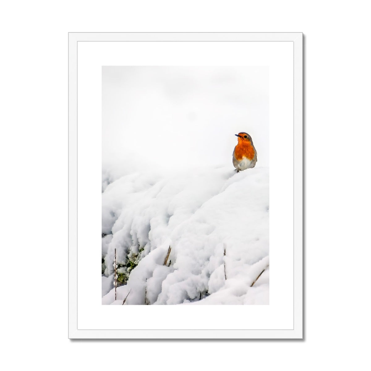 Robin in Winter Framed & Mounted Print