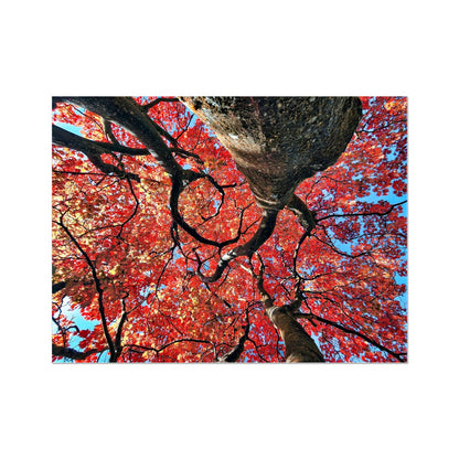 Autumn Blaze: Japanese Maple in Full Glory Wall Art Poster