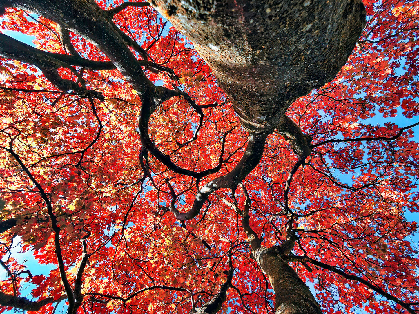 Autumn Blaze: Japanese Maple in Full Glory