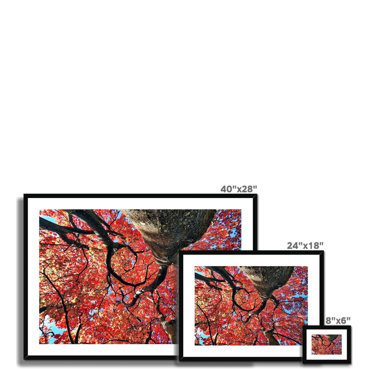 Autumn Blaze: Japanese Maple in Full Glory Framed & Mounted Print