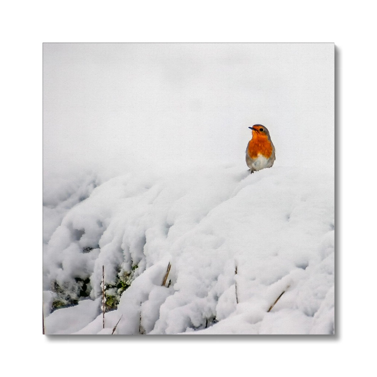 Robin in Winter Canvas