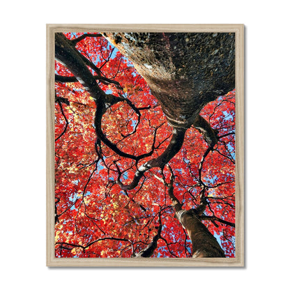 Autumn Blaze: Japanese Maple in Full Glory Budget Framed Poster