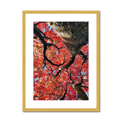 Autumn Blaze: Japanese Maple in Full Glory Antique Framed & Mounted Print