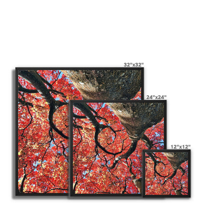 Autumn Blaze: Japanese Maple in Full Glory Framed Canvas