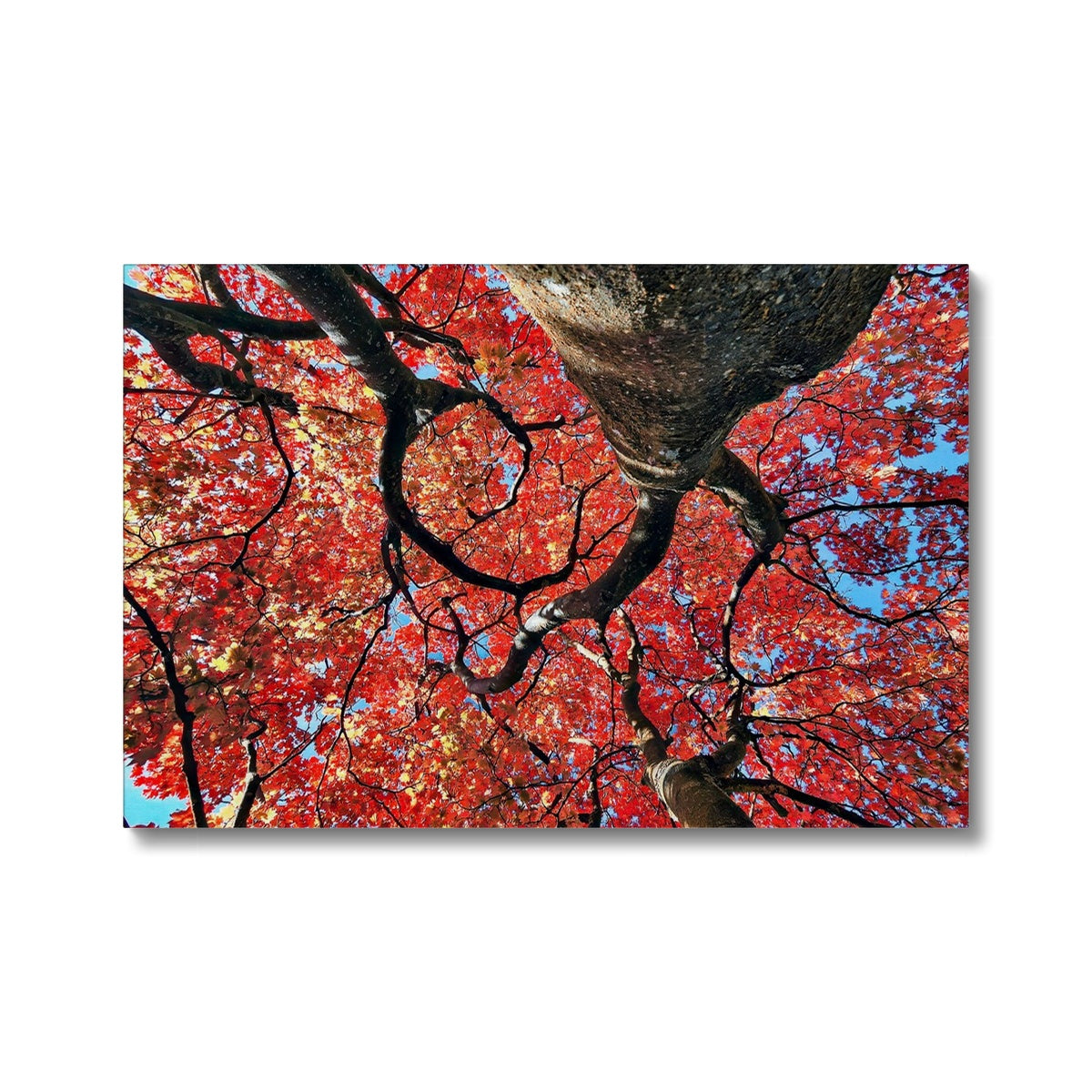 Autumn Blaze: Japanese Maple in Full Glory Eco Canvas