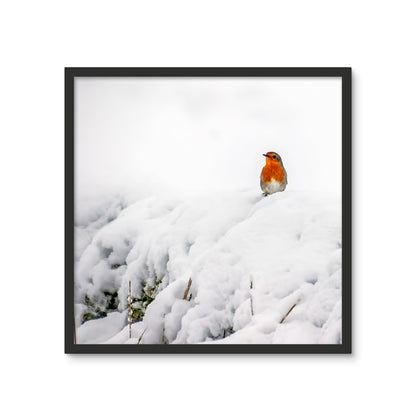 Robin in Winter Framed Photo Tile