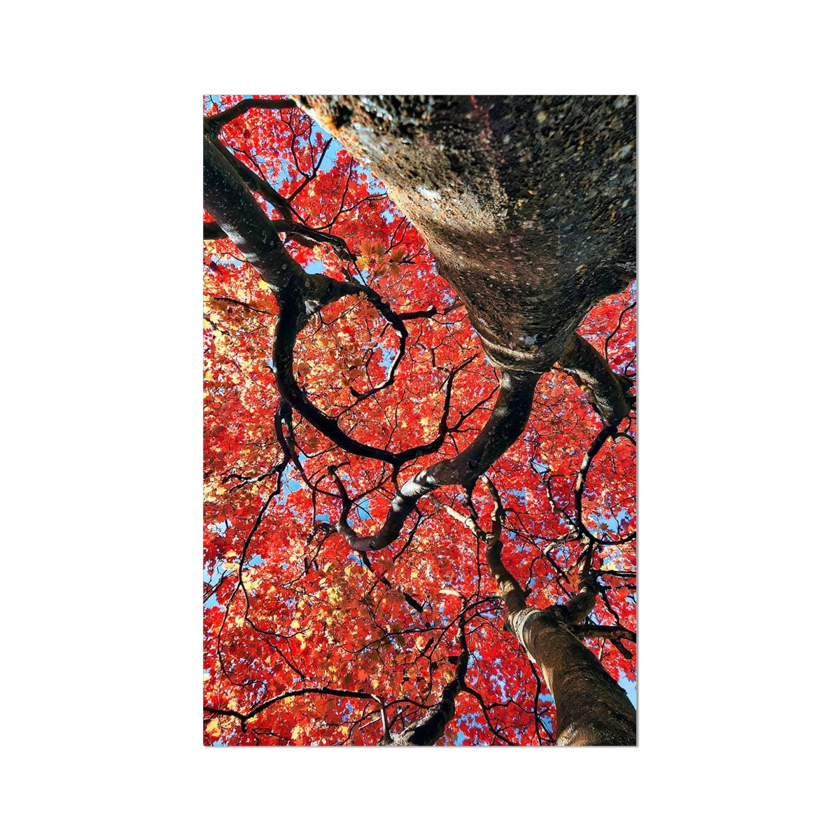 Autumn Blaze: Japanese Maple in Full Glory Hahnemühle Photo Rag Print