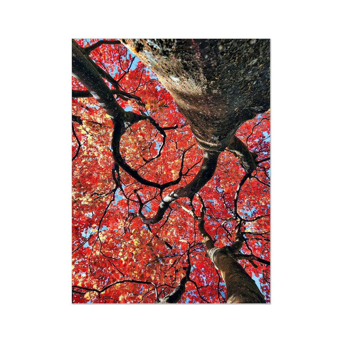 Autumn Blaze: Japanese Maple in Full Glory Wall Art Poster