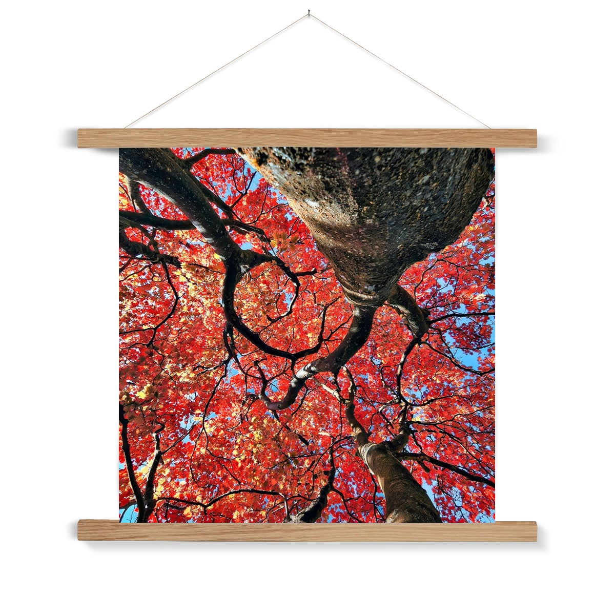 Autumn Blaze: Japanese Maple in Full Glory Fine Art Print with Hanger