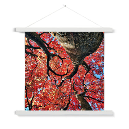 Autumn Blaze: Japanese Maple in Full Glory Fine Art Print with Hanger