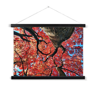 Autumn Blaze: Japanese Maple in Full Glory Fine Art Print with Hanger