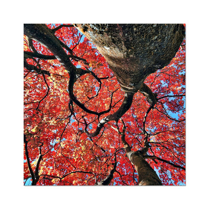 Autumn Blaze: Japanese Maple in Full Glory Hahnemühle Photo Rag Print