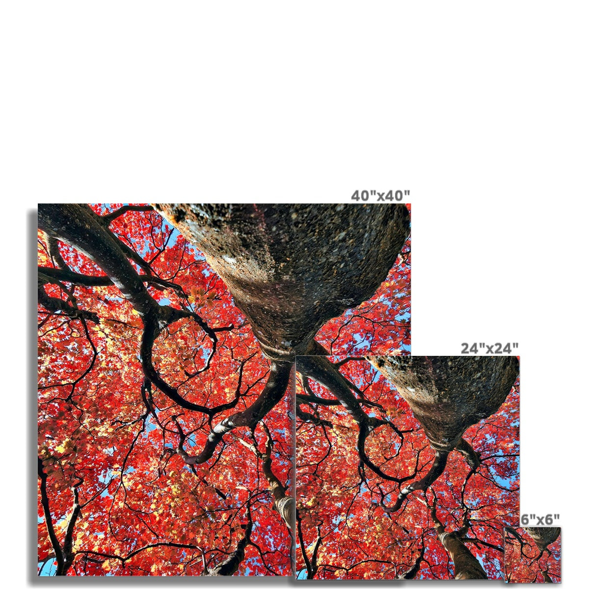 Autumn Blaze: Japanese Maple in Full Glory Wall Art Poster