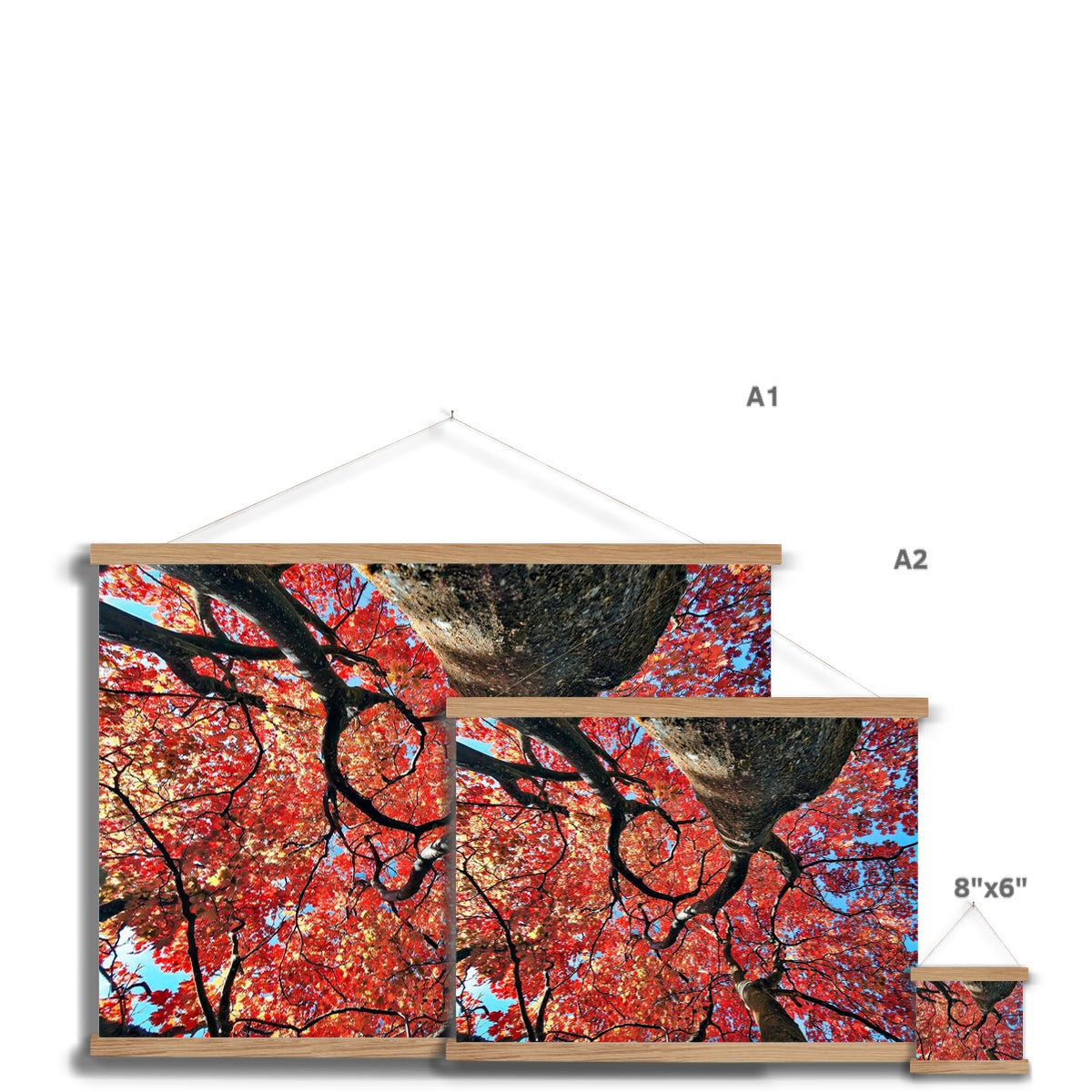 Autumn Blaze: Japanese Maple in Full Glory Fine Art Print with Hanger