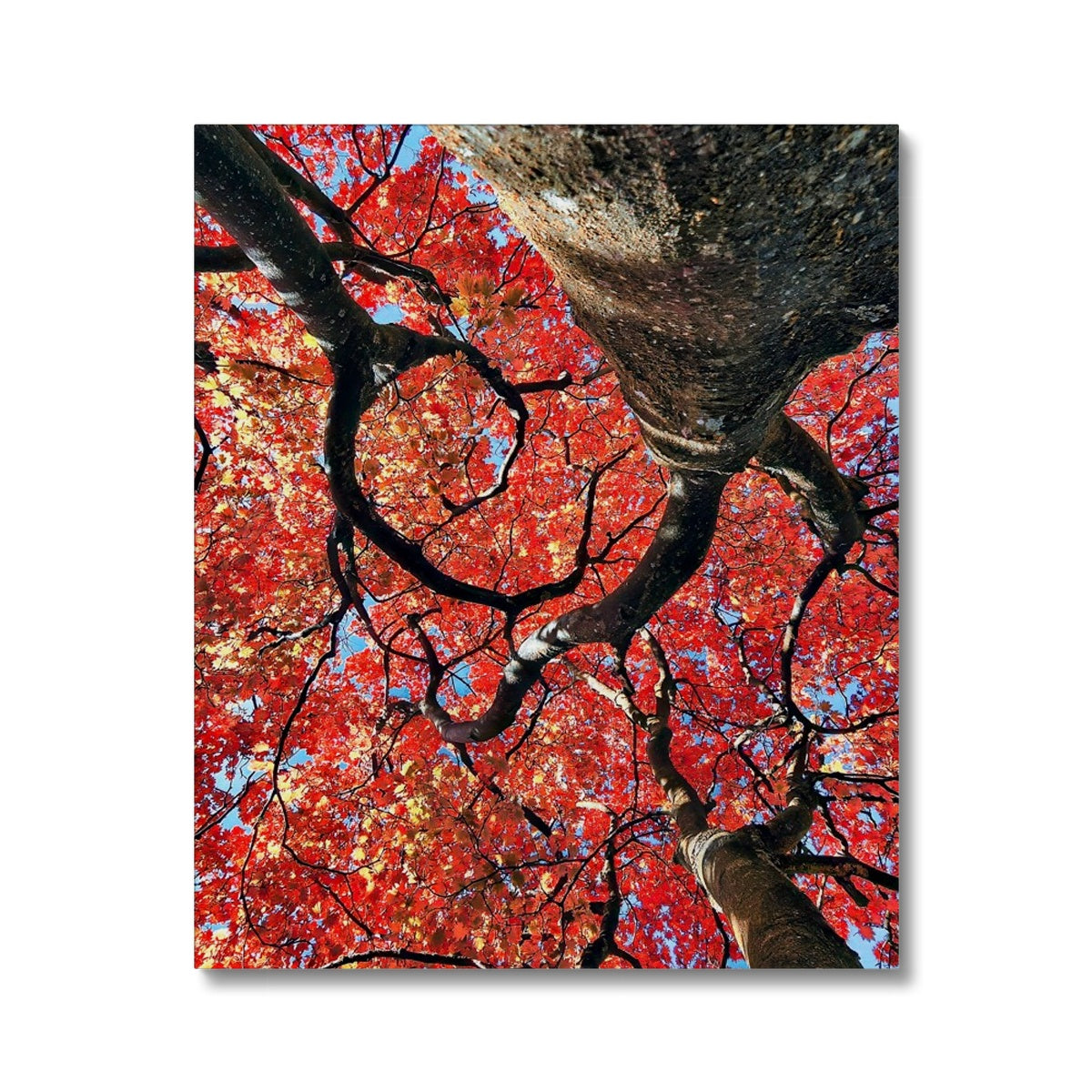 Autumn Blaze: Japanese Maple in Full Glory Canvas