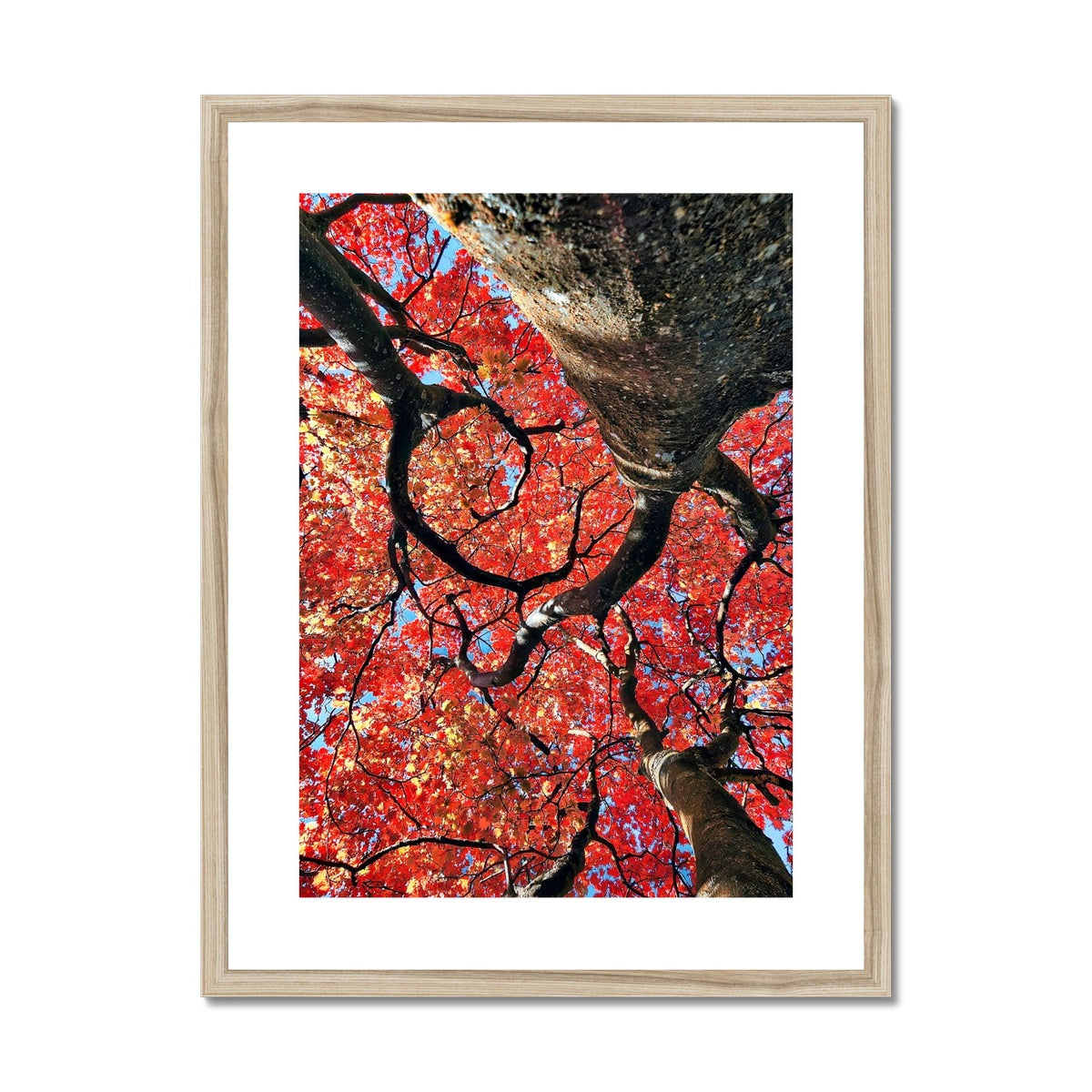 Autumn Blaze: Japanese Maple in Full Glory Framed & Mounted Print