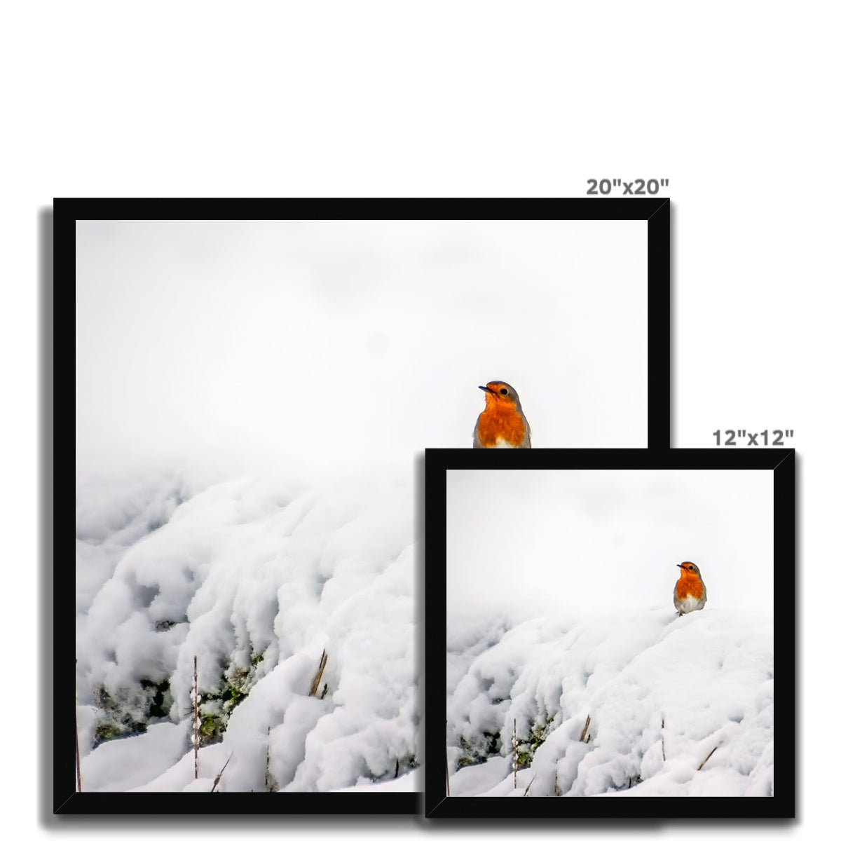 Robin in Winter Budget Framed Poster