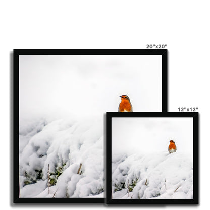 Robin in Winter Budget Framed Poster