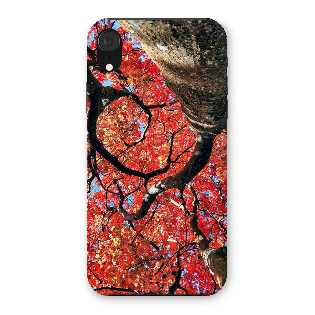 Autumn Blaze: Japanese Maple in Full Glory Snap Phone Case