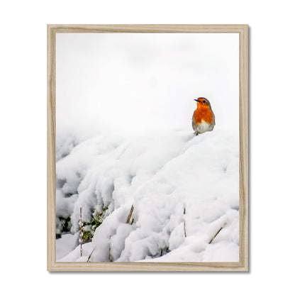 Robin in Winter Budget Framed Poster