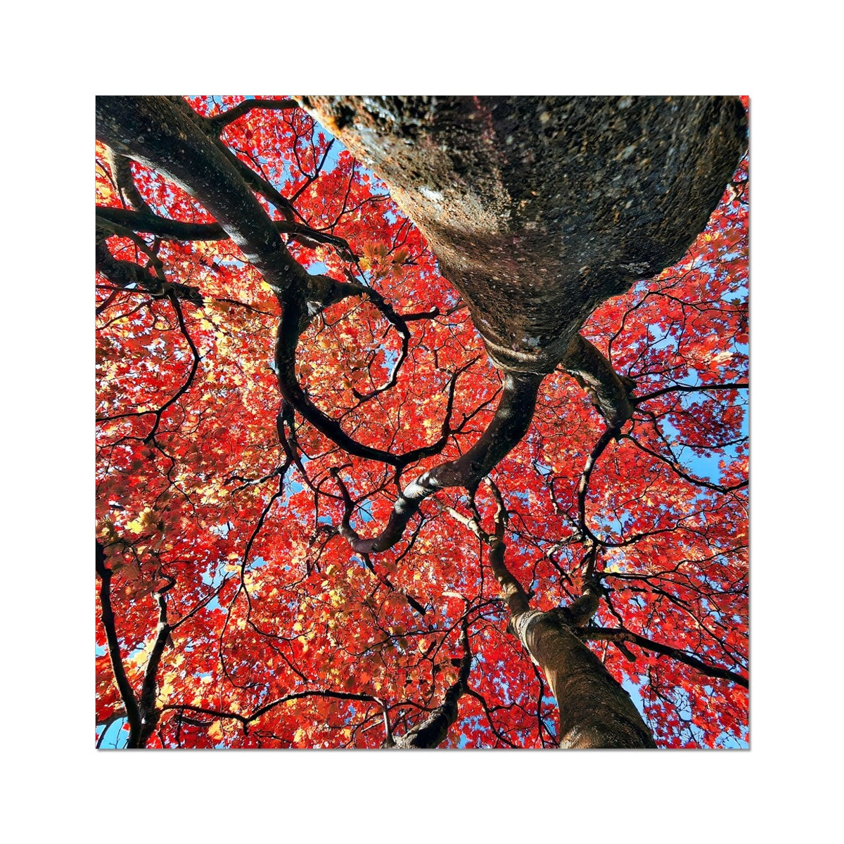 Autumn Blaze: Japanese Maple in Full Glory Wall Art Poster