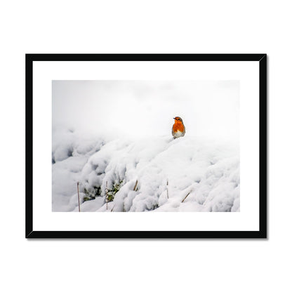 Robin in Winter Framed & Mounted Print