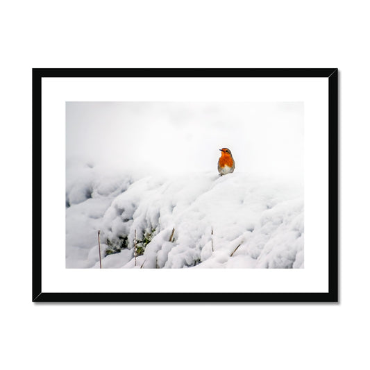 Robin in Winter Framed & Mounted Print