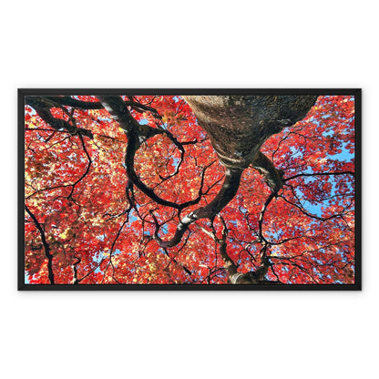 Autumn Blaze: Japanese Maple in Full Glory Framed Canvas