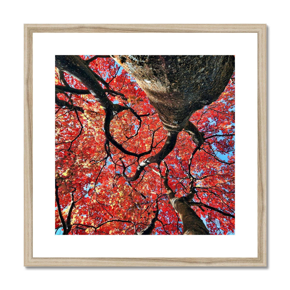 Autumn Blaze: Japanese Maple in Full Glory Framed & Mounted Print